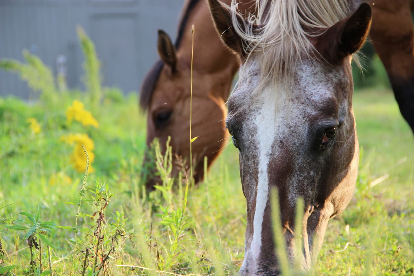 Horses in the pasture at Gray Barns